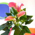 Peach Flamingo Flower - Anthurium andraeanum 'Joli Peach' - Sprouts of Bristol