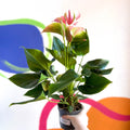 Peach Flamingo Flower - Anthurium andraeanum 'Joli Peach' - Sprouts of Bristol
