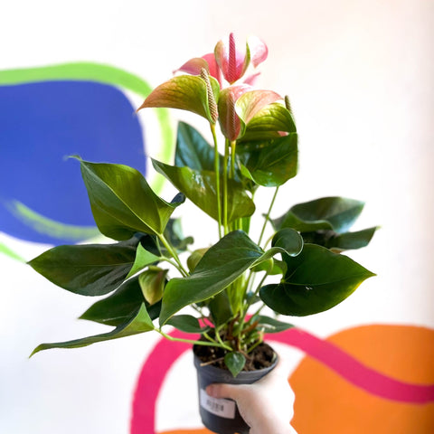 Peach Flamingo Flower - Anthurium andraeanum 'Joli Peach' - Sprouts of Bristol