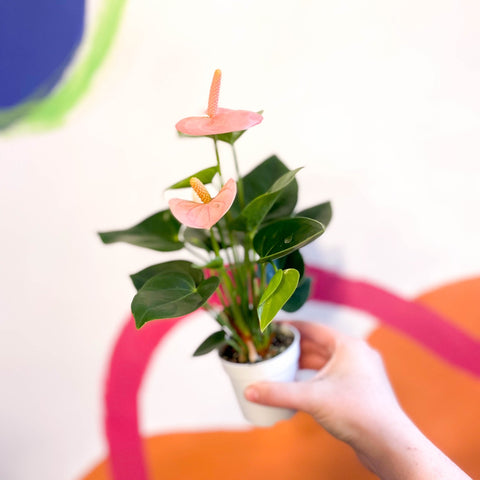 Peach Flamingo Flower - Anthurium andraeanum 'Spirit' - Sprouts of Bristol