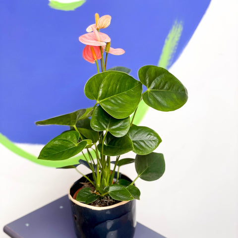 Peach Flamingo Flower - Anthurium 'Spirit' - Sprouts of Bristol