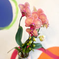 Peach & Pink Moth Orchid - Phalaenopsis 'Tropical Wonderland' - Sprouts of Bristol