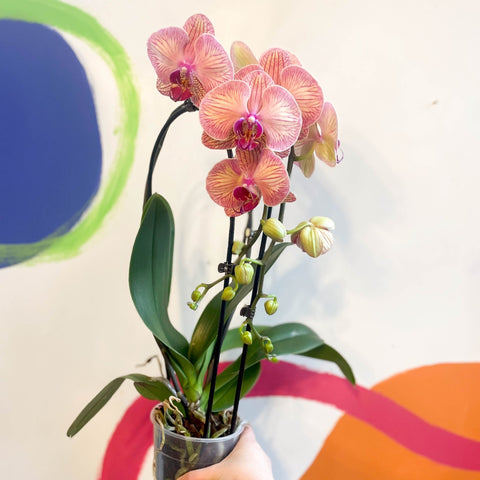 Peach & Pink Moth Orchid - Phalaenopsis 'Tropical Wonderland' - Sprouts of Bristol