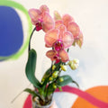 Peach & Pink Moth Orchid - Phalaenopsis 'Tropical Wonderland' - Sprouts of Bristol