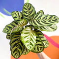 Peacock Plant - Calathea makoyana - Sprouts of Bristol