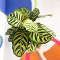 Peacock Plant - Calathea makoyana - Sprouts of Bristol