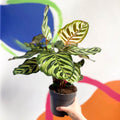 Peacock Plant - Calathea makoyana - Sprouts of Bristol