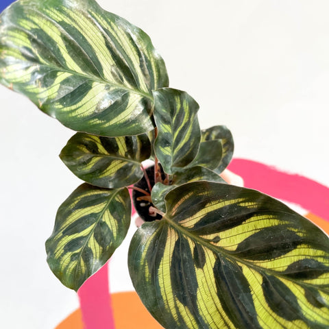 Peacock Plant - Calathea makoyana - Sprouts of Bristol