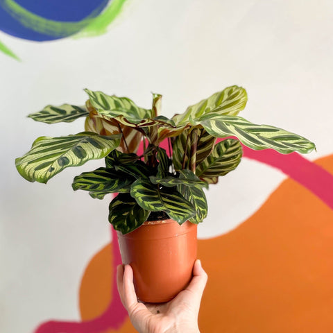 Peacock Plant - Calathea makoyana - Sprouts of Bristol