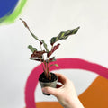 Peacock Plant - Calathea makoyana - Sprouts of Bristol