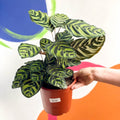 Peacock Plant - Calathea makoyana - Sprouts of Bristol