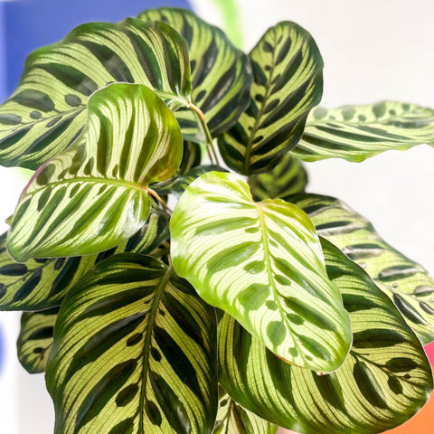 Peacock Plant - Calathea makoyana - Sprouts of Bristol