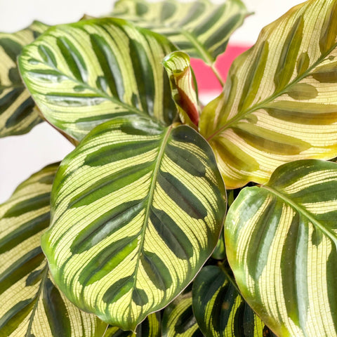 Peacock Plant - Calathea makoyana - Sprouts of Bristol