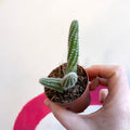 Peanut Cactus - Chamaecereus silvestrii - Sprouts of Bristol