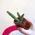 Peanut Cactus - Chamaecereus silvestrii - Sprouts of Bristol