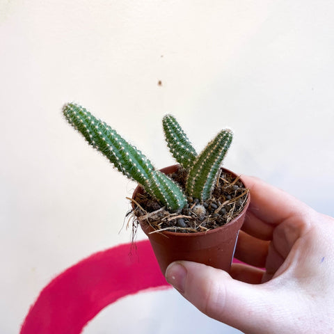 Peanut Cactus - Chamaecereus silvestrii - Sprouts of Bristol