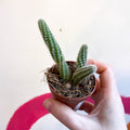 Peanut Cactus - Chamaecereus silvestrii - Sprouts of Bristol