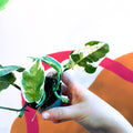 Pearls & Jade Pothos - Epipremnum aureum 'White Panther' - Sprouts of Bristol