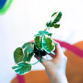 Pearls & Jade Pothos - Epipremnum aureum 'White Panther' - Sprouts of Bristol