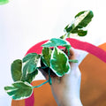 Pearls & Jade Pothos - Epipremnum aureum 'White Panther' - Sprouts of Bristol