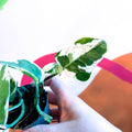 Pearls & Jade Pothos - Epipremnum aureum 'White Panther' - Sprouts of Bristol
