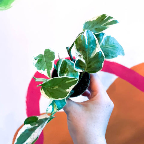 Pearls & Jade Pothos - Epipremnum aureum 'White Panther' - Sprouts of Bristol
