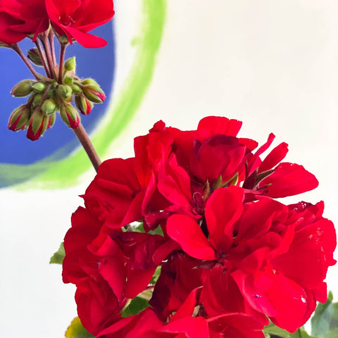 Pelargonium zonale 'Cembalo' - Sprouts of Bristol