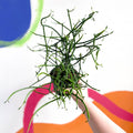 Pencil Cactus - Euphorbia tirucalli - Sprouts of Bristol