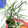 Pencil Cactus - Euphorbia tirucalli - Sprouts of Bristol