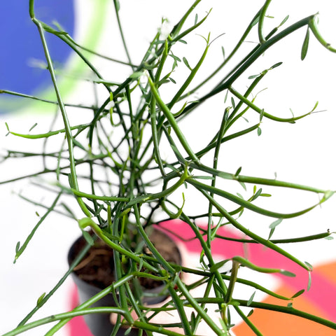 Pencil Cactus - Euphorbia tirucalli - Sprouts of Bristol