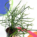 Pencil Cactus - Euphorbia tirucalli - Sprouts of Bristol