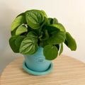 Peperomia albovittata ‘Rana Verde’ - Sprouts of Bristol