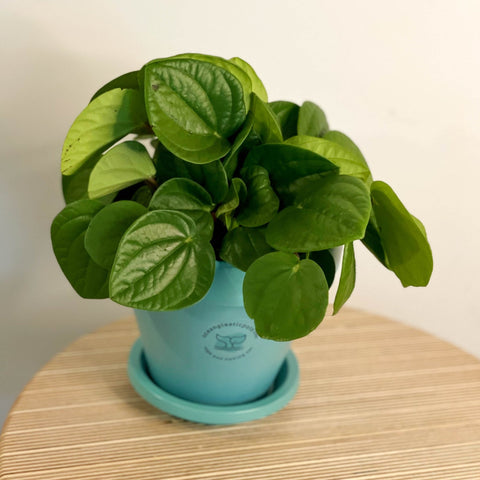 Peperomia albovittata ‘Rana Verde’ - Sprouts of Bristol