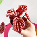 Peperomia caperata 'Quito' - Sprouts of Bristol