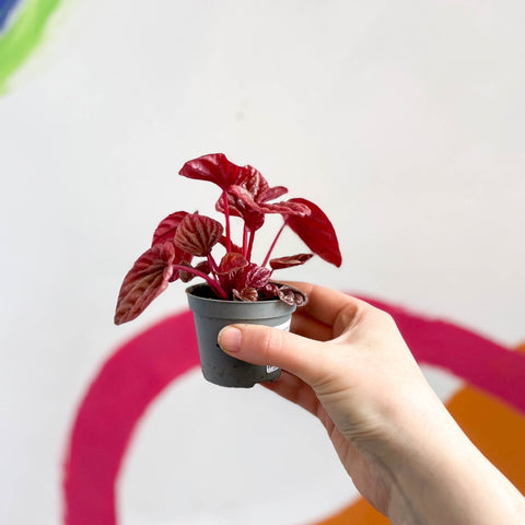 Peperomia caperata 'Quito' - Sprouts of Bristol