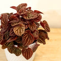 Peperomia caperata 'Quito' - Sprouts of Bristol
