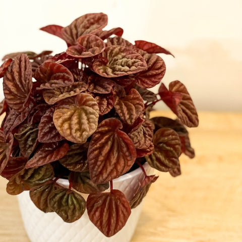 Peperomia caperata 'Quito' - Sprouts of Bristol