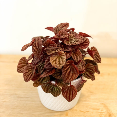 Peperomia caperata 'Quito' - Sprouts of Bristol