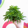 Peperomia ferreyrae 'Happy Bean' - Sprouts of Bristol