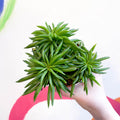 Peperomia ferreyrae 'Happy Bean' - Sprouts of Bristol