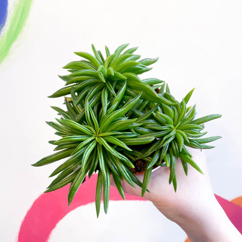 Peperomia ferreyrae 'Happy Bean' - Sprouts of Bristol