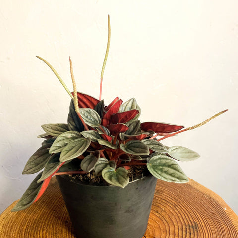 Peperomia santorini 'Punto Grigio' - Sprouts of Bristol