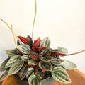 Peperomia santorini 'Punto Grigio' - Sprouts of Bristol