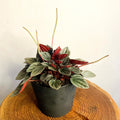 Peperomia santorini 'Punto Grigio' - Sprouts of Bristol