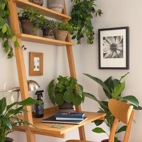 Perfecting Houseplant Mist Spray Bottle - Sprouts of Bristol