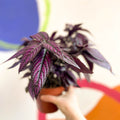 Persian Shield - Strobilanthes dyeriana - Sprouts of Bristol