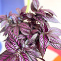 Persian Shield - Strobilanthes dyeriana - Sprouts of Bristol