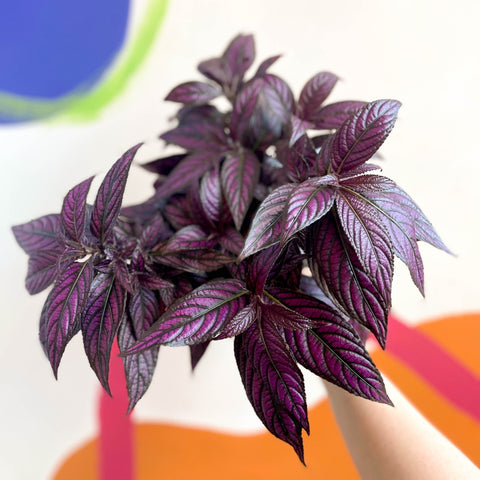 Persian Shield - Strobilanthes dyeriana - Sprouts of Bristol