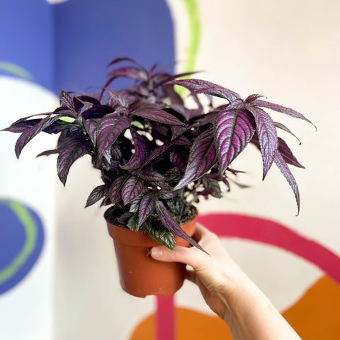 Persian Shield - Strobilanthes dyeriana - Sprouts of Bristol