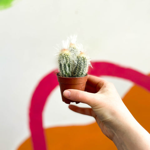 Peruvian Old Man Cactus - Espostoa lanata - Sprouts of Bristol